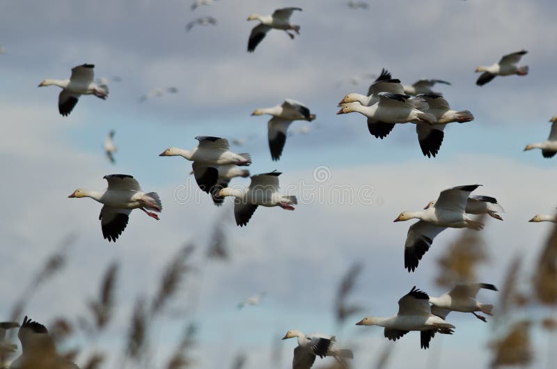 Flock of Snow Geese Landing in the Marsh