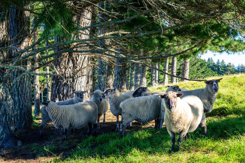 Flock of South Suffolk sheep standing in a grassy meadow by a pine forest. Curious sheep looking at the camera. Iconic