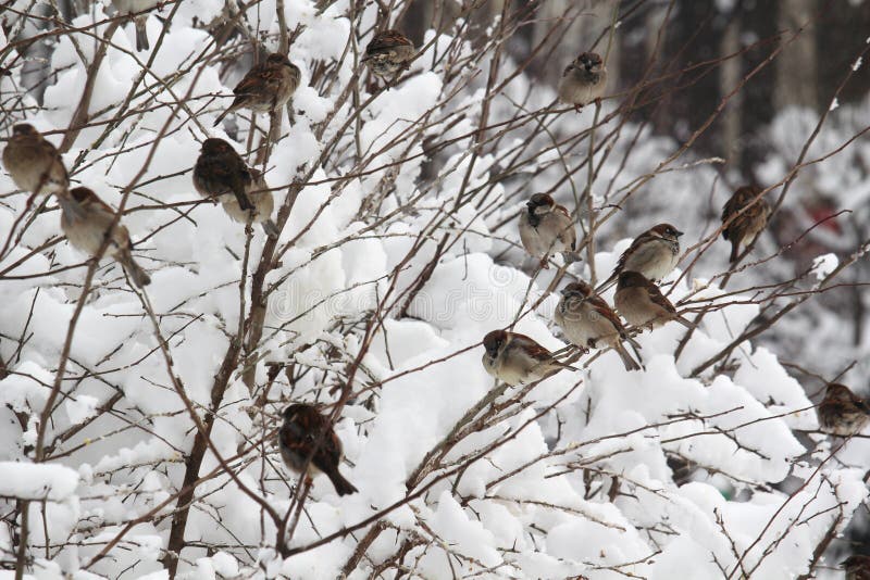 Sparrows in a park during winter season, Moscow