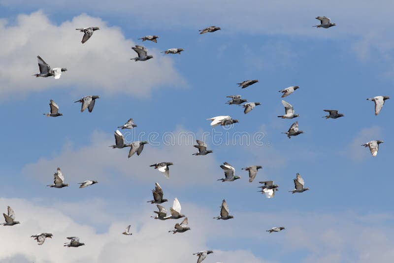 Flock of Speed Racing Pigeon Brid Flying Stock Photo Image of homing