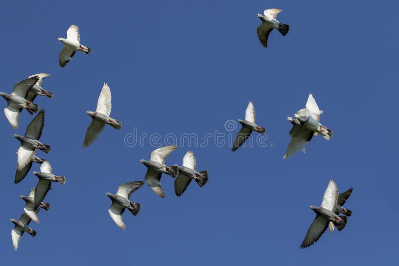 Flock of Speed Racing Pigeon Flying Against Clear Blue Sky Stock Image