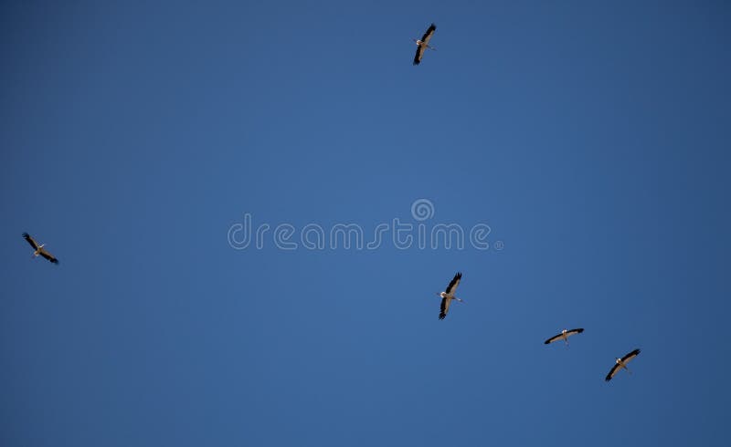 A flock of storks on a background of blue sky. Four birds fly in the clouds. Stork isolated. Big white bird. Rainbow in the sky.