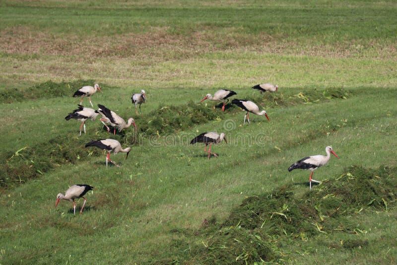 Flock of 51 storks on mowed meadow near Vysoka pri Morave, Slovakia.