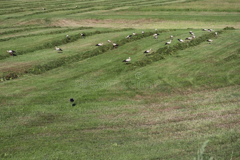 Flock of 51 storks on mowed meadow near Vysoka pri Morave, Slovakia.