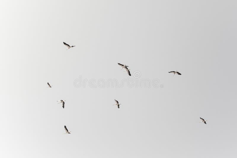 Flock of storks on white background