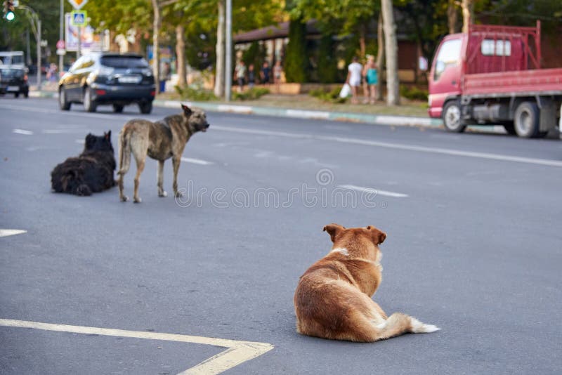 A Flock of Stray Dogs on the Roadway on a City Street Stock Photo