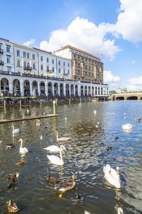 Flock of swans at the Alster in Hamburg