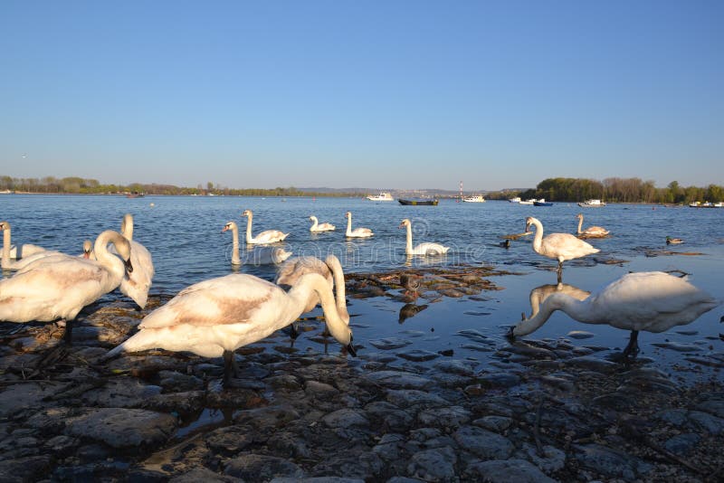 Swans in Zemun, Srbija. A flock of swans is floating on the Danube river in Zemun, Serbia. Zemun is close to Belgrade and in-cooperated in it. The swans are royalty free stock photography Swans in Zemun, Srbija. A flock of swans is floating on the Danube river in Zemun, Serbia. Zemun is close to Belgrade and in-cooperated in it. The swans are royalty free stock photography