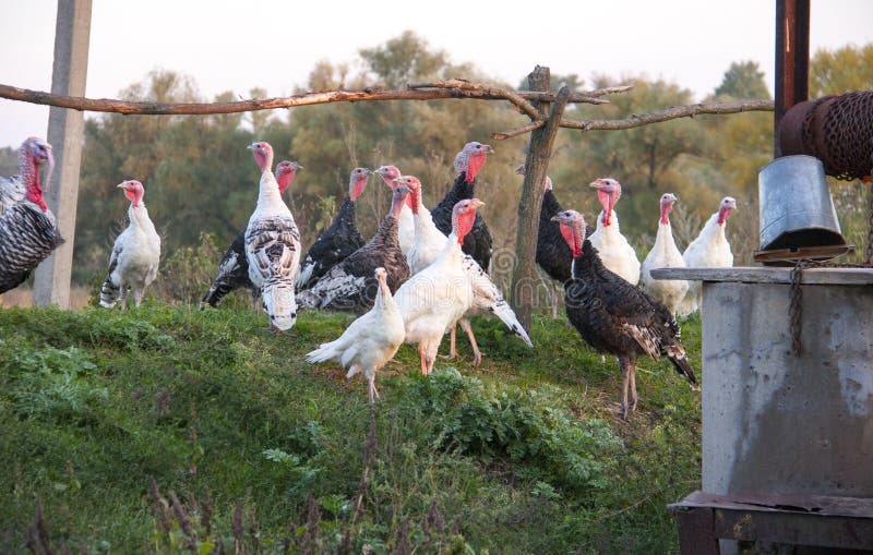 Flock of Turkeys Grazing on the Grass Stock Image Image of chicken