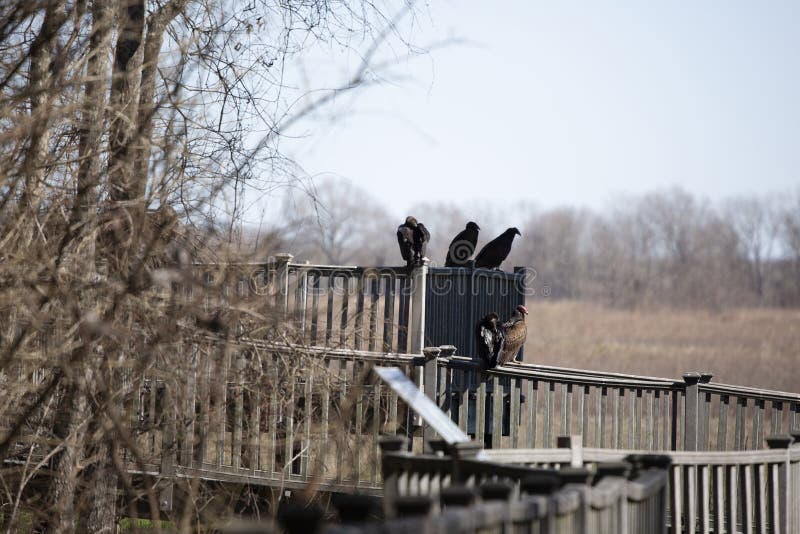 191 Turkey Vulture Flock Stock Photos Free & RoyaltyFree Stock Photos from Dreamstime
