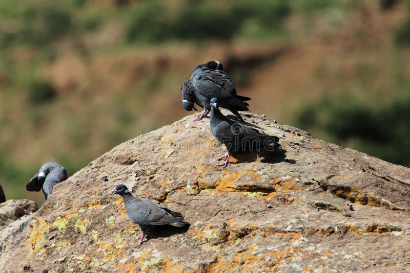 Flock of white collared pigeon, Columba albitorques, on a rock. A flock of white collared pigeon, Columba albitorques, on a rock. The species is endemic in the royalty free stock photos Flock of white collared pigeon, Columba albitorques, on a rock. A flock of white collared pigeon, Columba albitorques, on a rock. The species is endemic in the royalty free stock photos