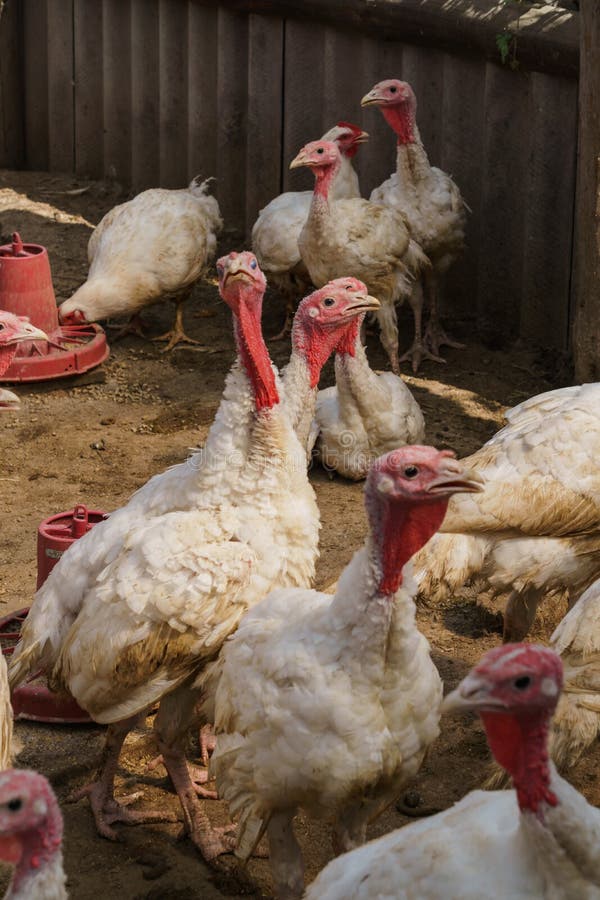 A Flock Of White Domestic Turkeys On An Ecological Farm Walks In A