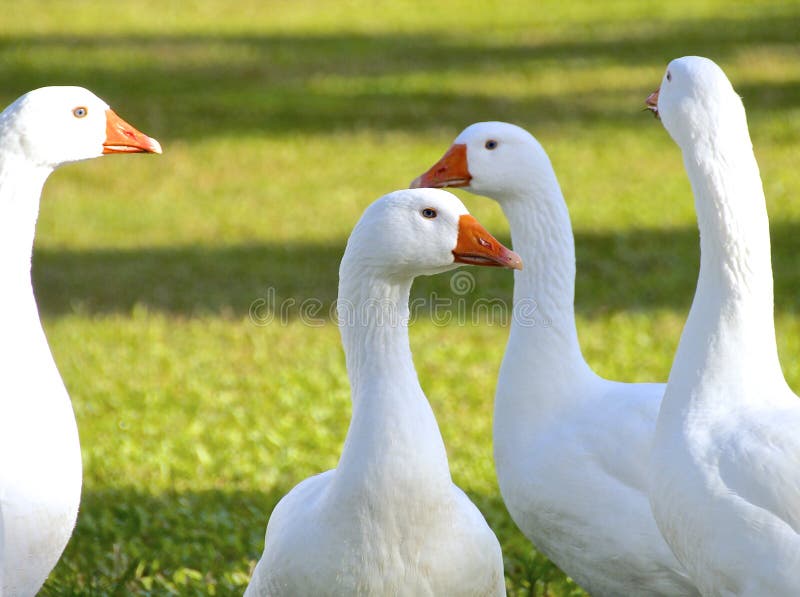 Flock of White Geese Closeup Stock Image Image of farm, goose 44996093