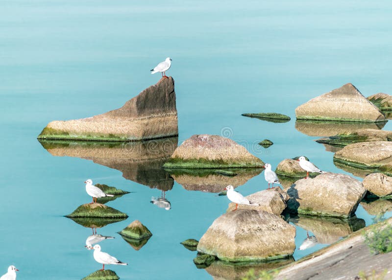 Flock of white seagull birds sitting on big rocks on blue water. Ukraine Kakhovka Reservoir Beautiful natural bright background.