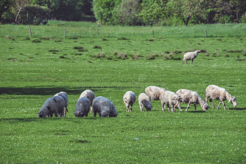 Baocicco 10x8ft Green Prairie Sheep Backdrop - Photography Background With Flock Of Sheep In Meadow