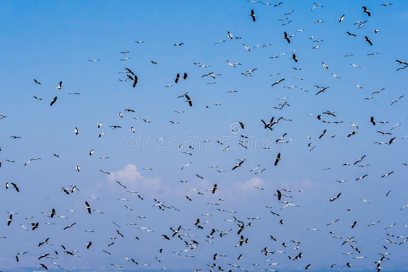 Flock of White Storks