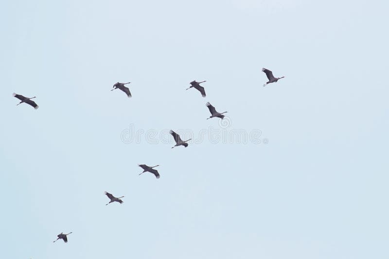 Flock Of White Storks