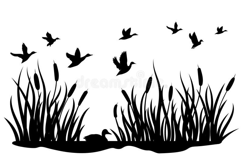 A flock of wild ducks flying over a pond with reeds. Black and white illustration of ducks flying over the river. Vector