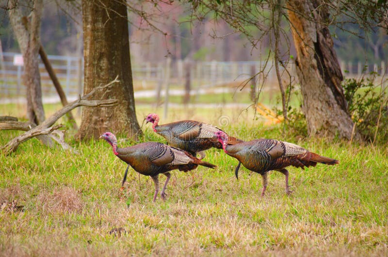 A Flock Of Wild Osceola Turkeys In Florida Stock Photography Image