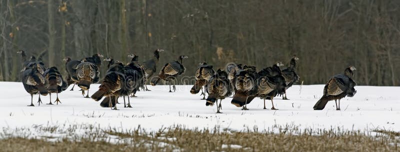 Flock of Wild Turkey, Meleagris gallopavo, in winter