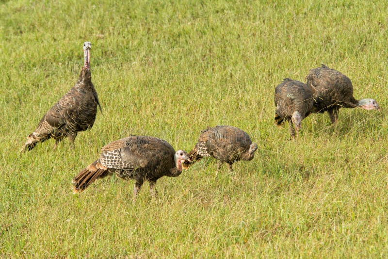 A Flock of Wild Osceola Turkeys in Florida Stock Photo Image of