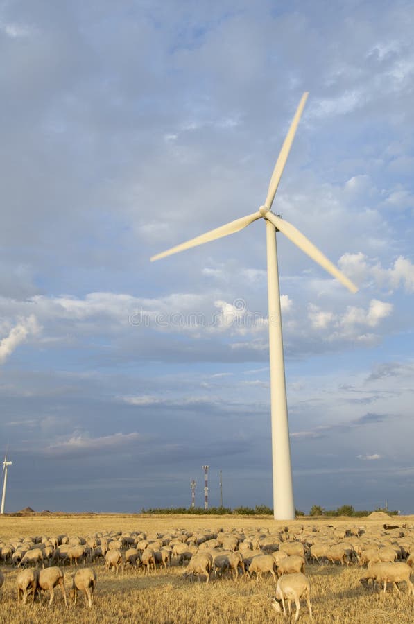 Flock and windmills