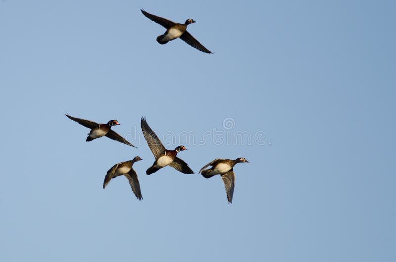 Flock of Wood Ducks Flying in a Blue Sky Stock Photo Image of nature