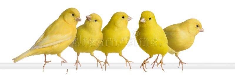 Flock of Yellow canary - Serinus canaria on its pe stock image