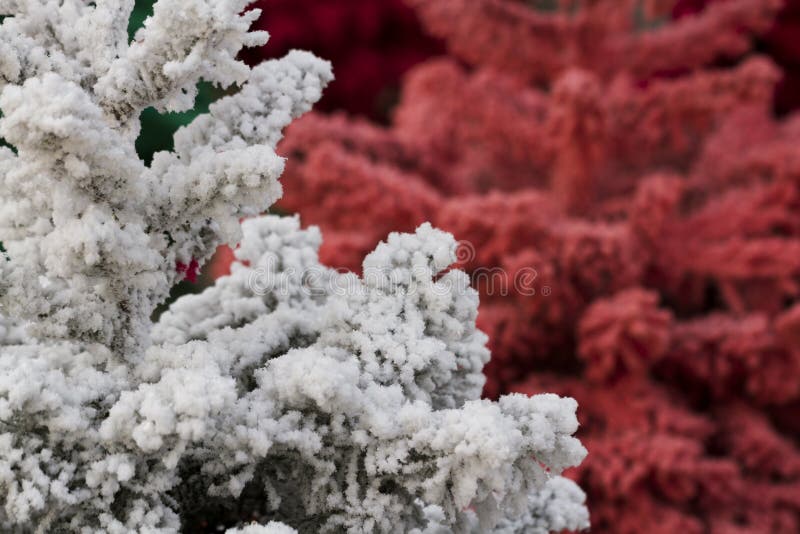 Flockas julgran. Den flockades julgranen med mång- färgar