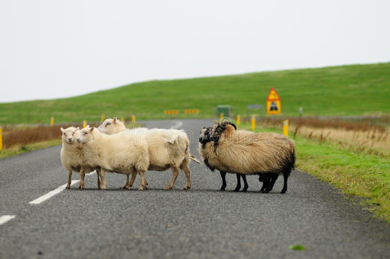 Flocken av får korsar vägen arkivbilder Flocken av får korsar vägen arkivbilder