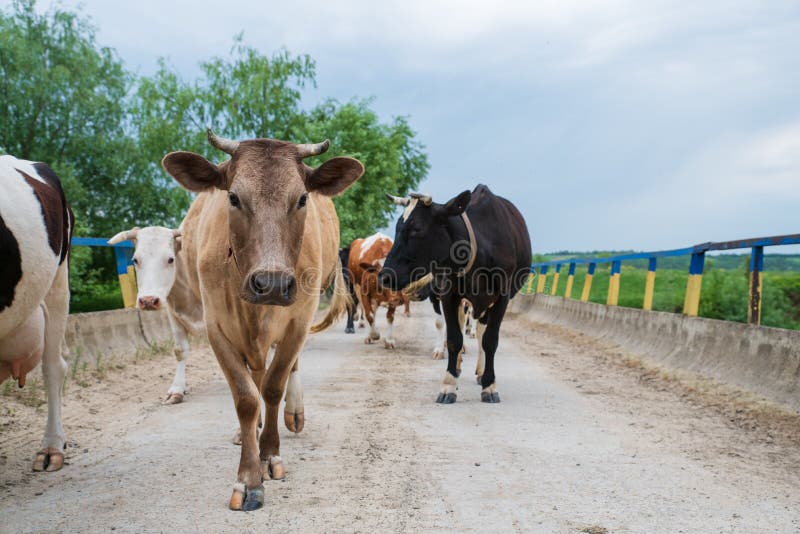 Flocken av kor kommer tillbaka fr royaltyfri foto Flocken av kor kommer tillbaka fr royaltyfri foto