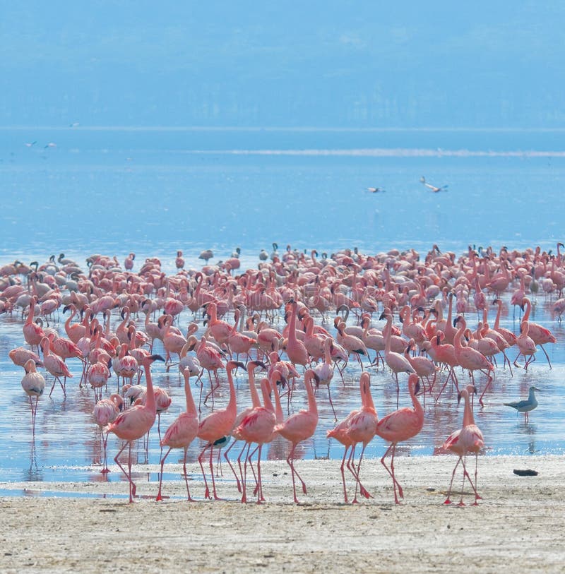 Flocks of flamingo