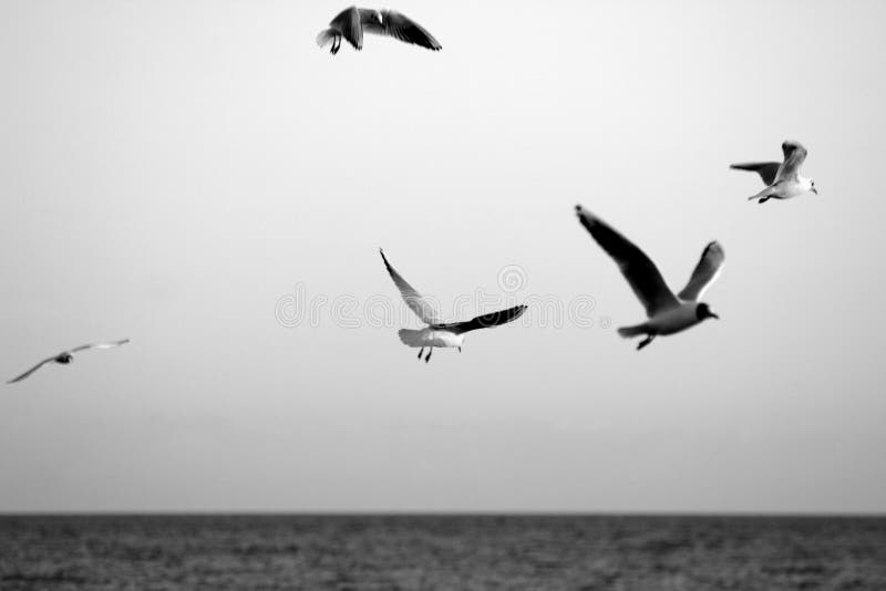 flockseagulls fotografering för bildbyråer flockseagulls fotografering för bildbyråer