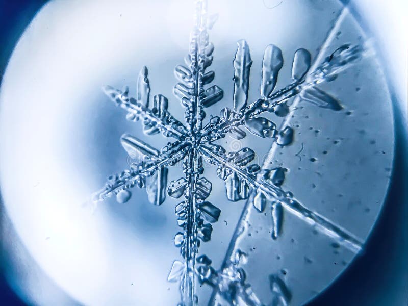 Flocon De Neige Cristal De Glace Stellaire Dendrite Sous Microscope Photo stock Image du