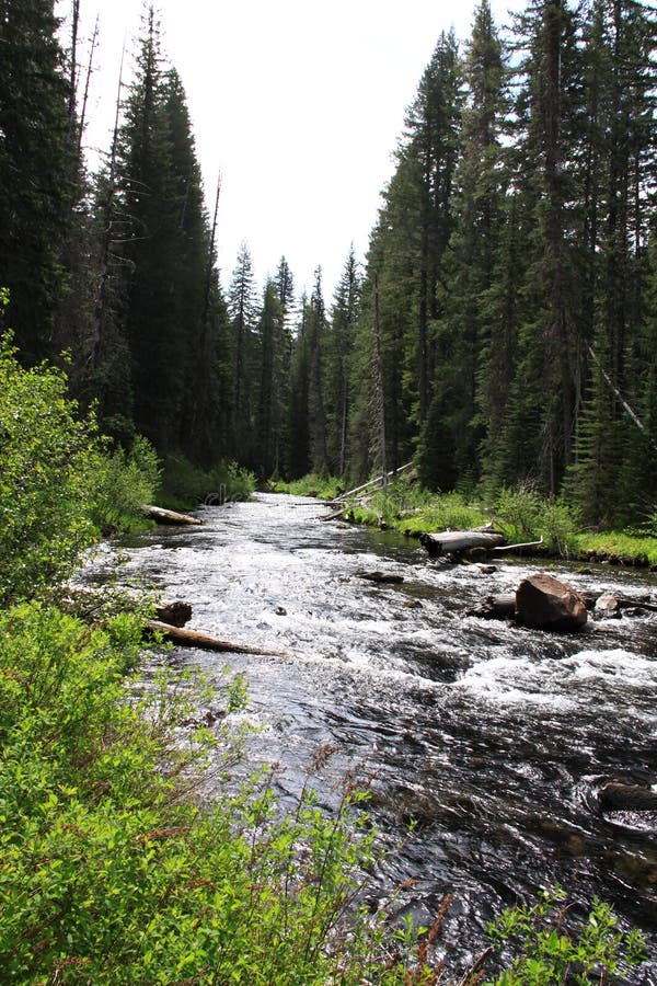 Flod till och med pinjeskogen royaltyfri bild Flod till och med pinjeskogen royaltyfri bild