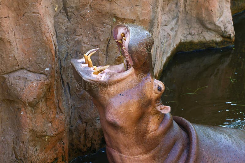 Hippopotamus with open mouth sprouts food, Chiang Mai. Hippopotamus with open mouth sprouts food, Chiang Mai