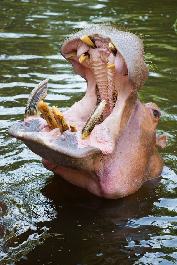 Hippopotamus with open mouth close up. Hippopotamus with open mouth close up