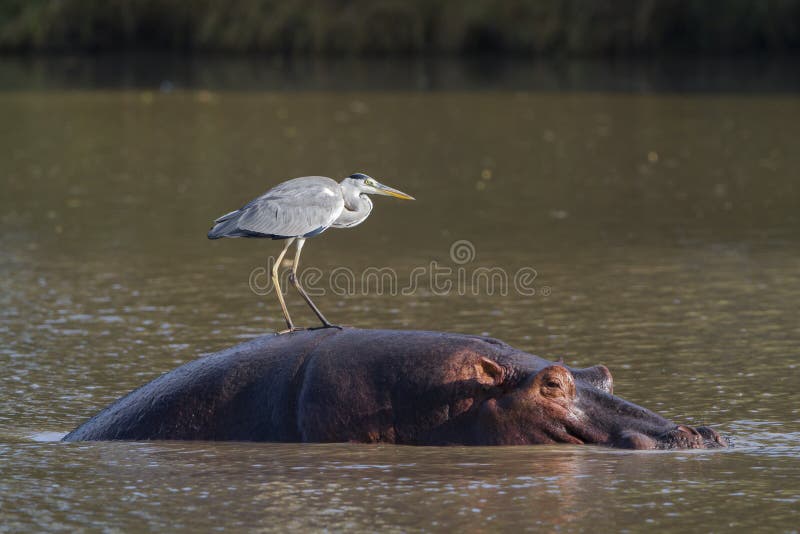 Flodhäst och Grey Heron arkivfoton