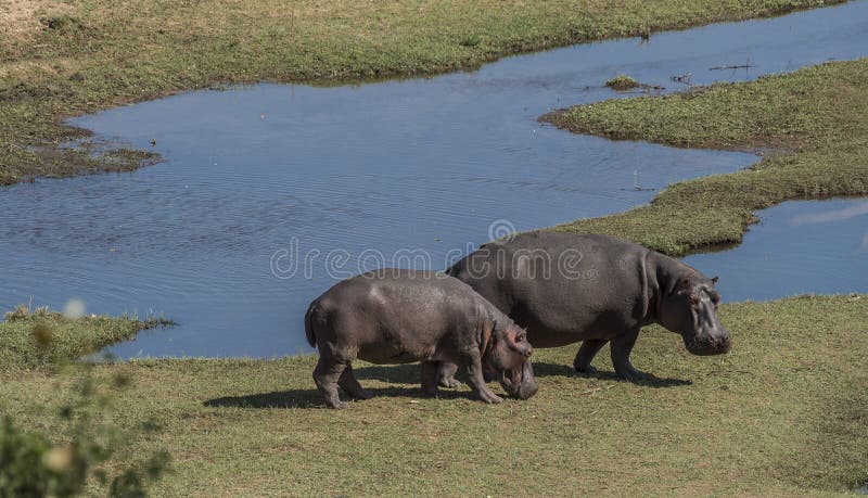 Flodhäst som betar vid vatten, Kruger nationalpark, södra Afric royaltyfri foto Flodhäst som betar vid vatten, Kruger nationalpark, södra Afric royaltyfri foto