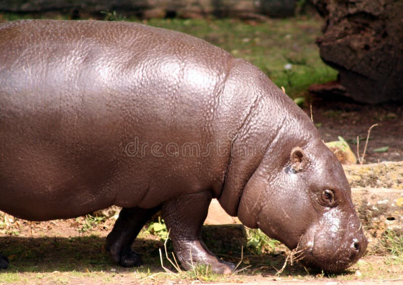 Flodhästpygmy royaltyfri bild
