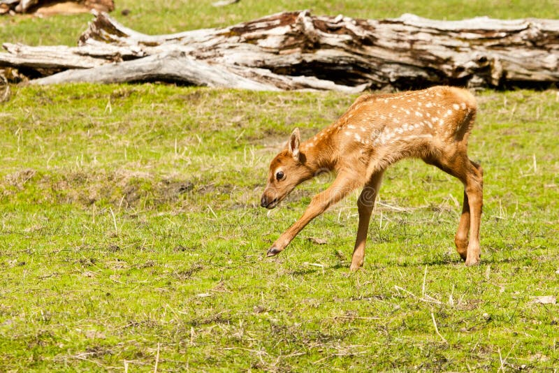 Flolicking Baby Elk