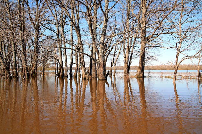 Flood in oak wood