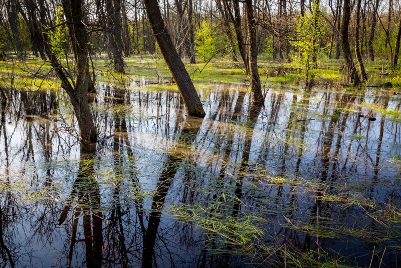 Flooded forest in spring time stock photo