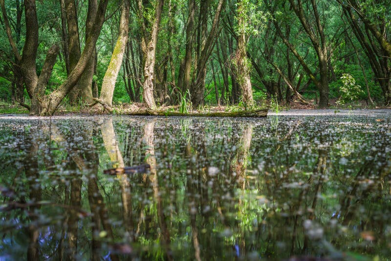 Flooded forests near river Danube, Slovakia