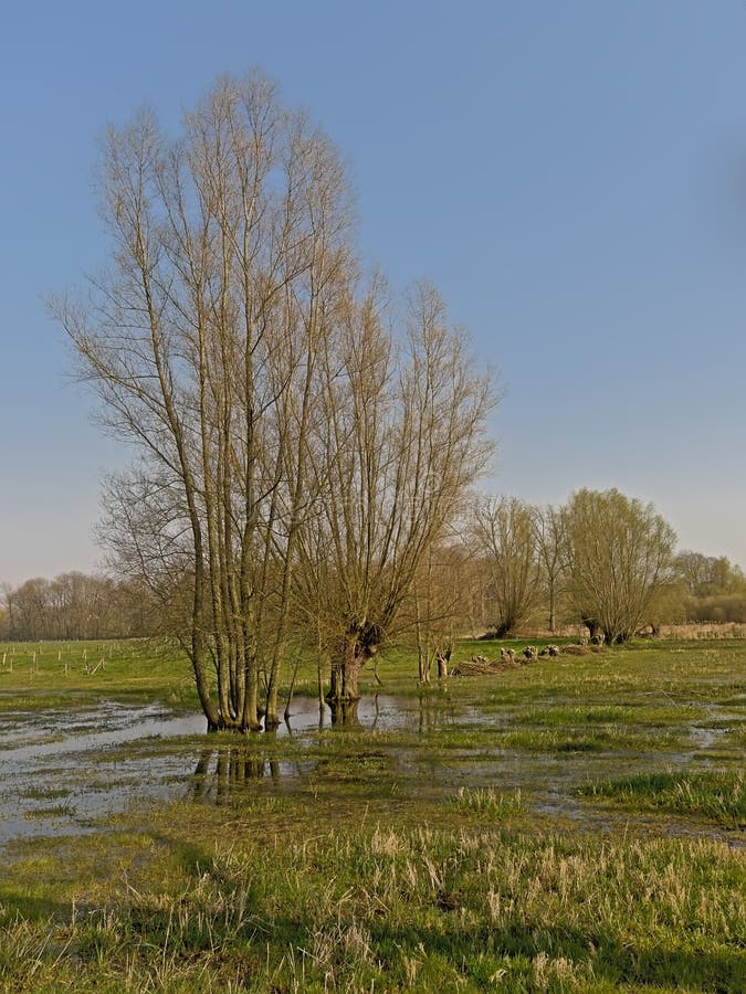 Flooded meadow with bare pollarded willows  on a sunny winter day  in Scheldt valley, Gent, Flanders, Belgium. Flooded meadow with bare pollarded willows  on a sunny winter day  in Scheldt valley, Gent, Flanders, Belgium