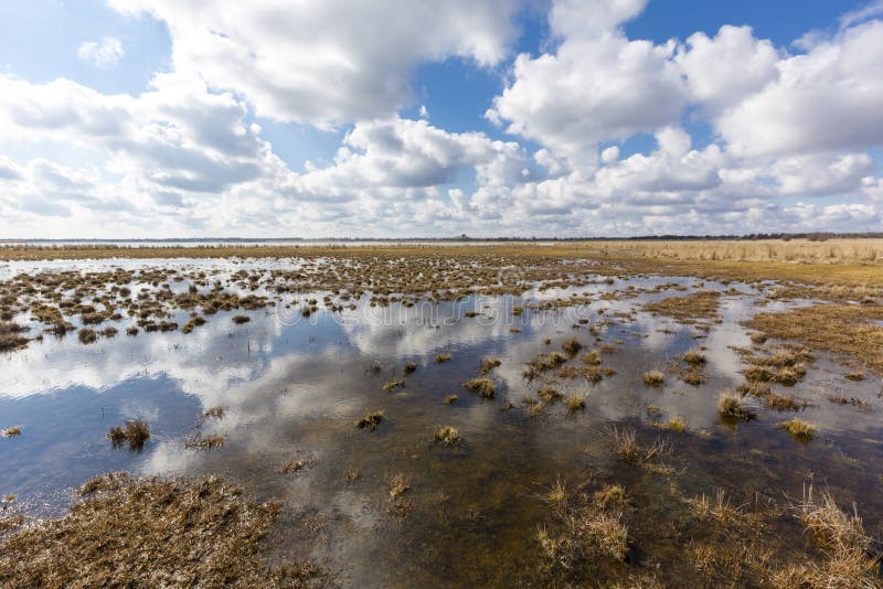 Flooded meadow at spring time stock image