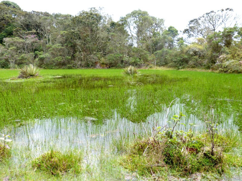 Flooded pasture near the piedmont royalty free stock photography Flooded pasture near the piedmont royalty free stock photography