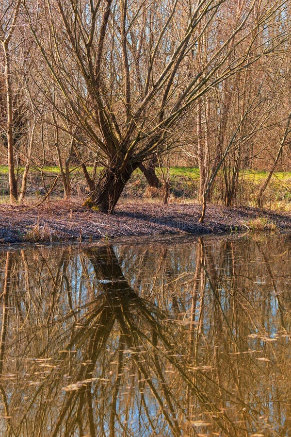 Floodplain Forest and Willow - Salix Caprea. Water Flows Around the ...