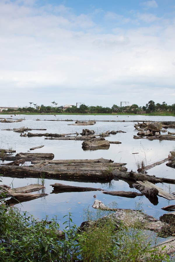 Floodwood Lake stock photo. Image of evergreen, forest 19526752