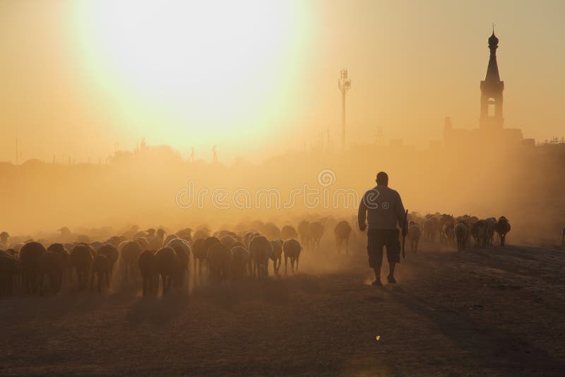 Flook of sheep and goats goes home from pasture